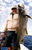 Big Lake Trout